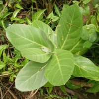 Calotropis gigantea (L.) W.T.Aiton